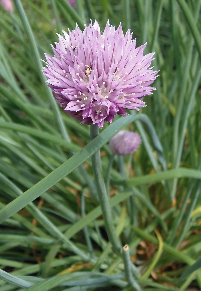 Image of Allium schoenoprasum specimen.