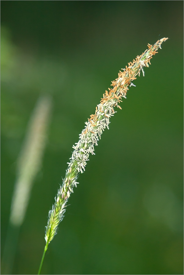 Image of Alopecurus aequalis specimen.