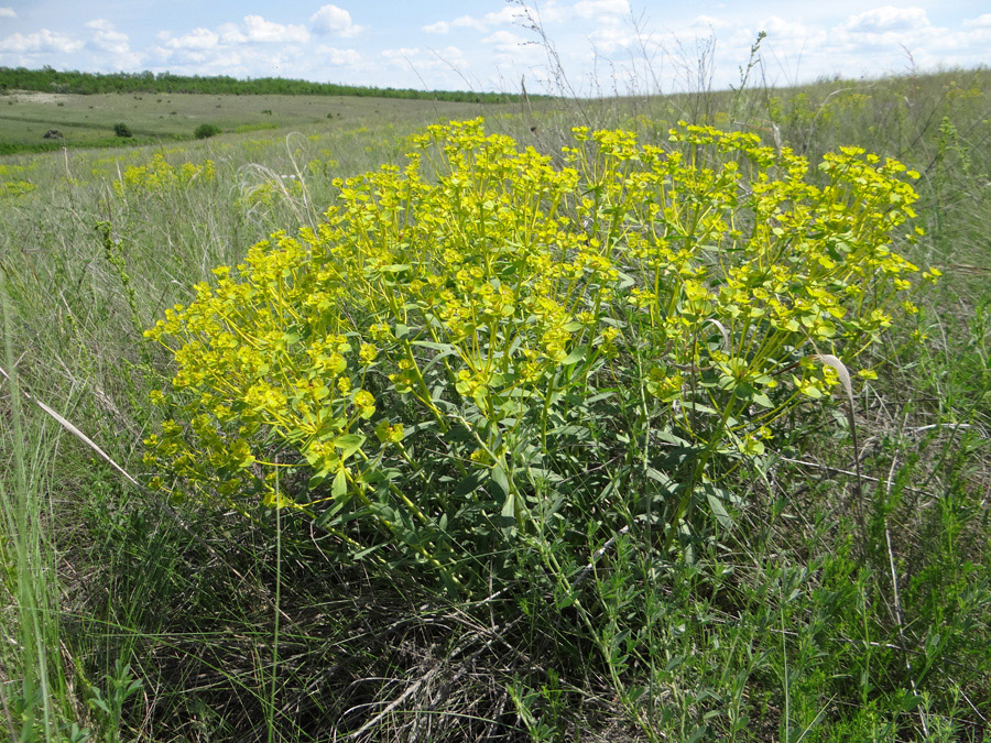 Image of Euphorbia stepposa specimen.