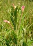 Epilobium hirsutum. Верхушка расцветающего растения. Украина, г. Запорожье, балка Партизанская, возле ручья. 28.06.2013.