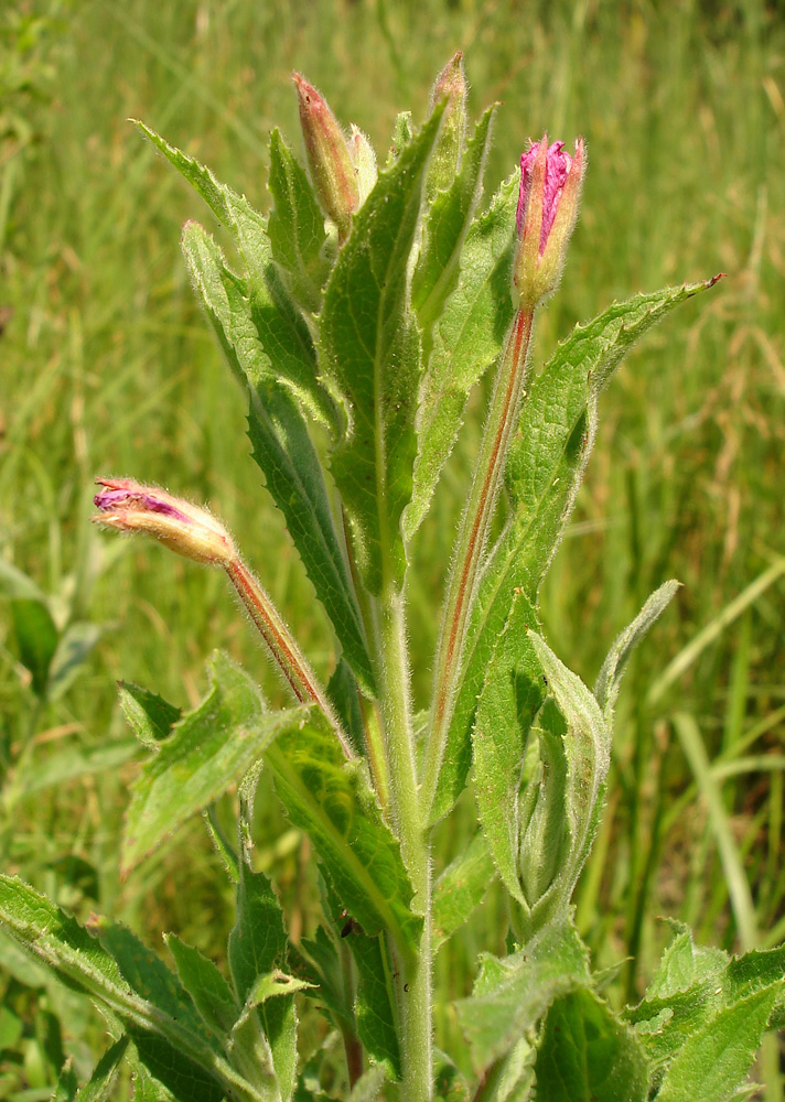 Image of Epilobium hirsutum specimen.