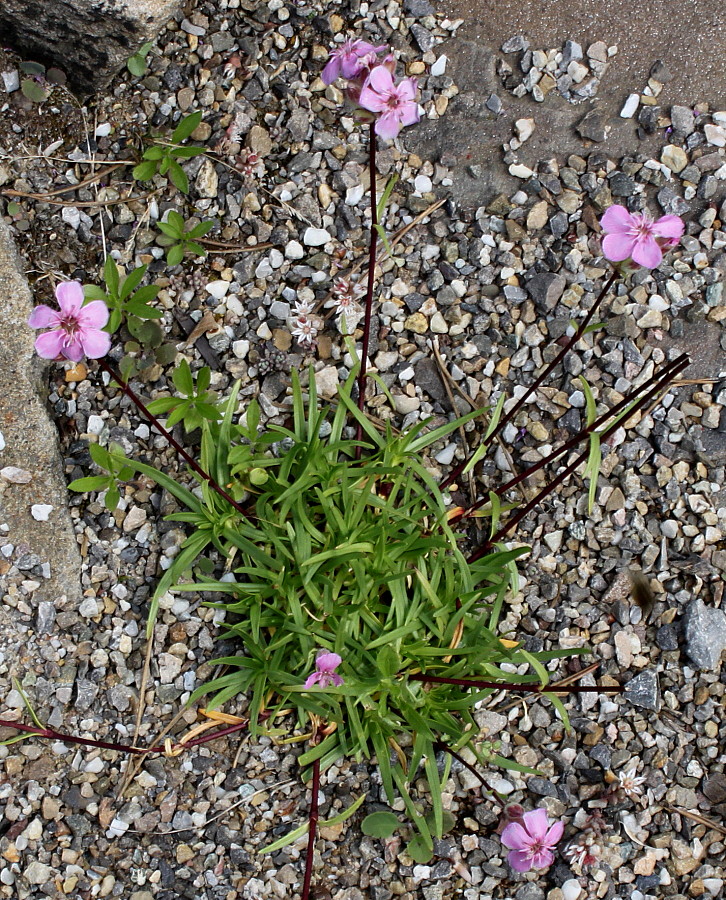 Изображение особи Saponaria caespitosa.