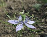 Nigella elata