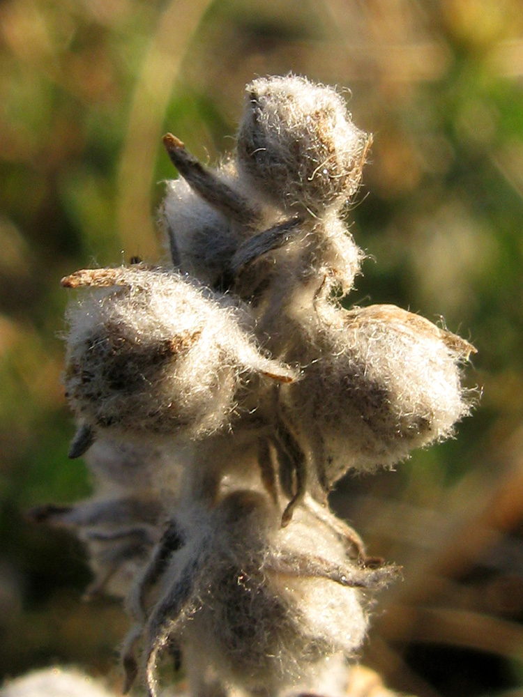 Изображение особи Artemisia caucasica.