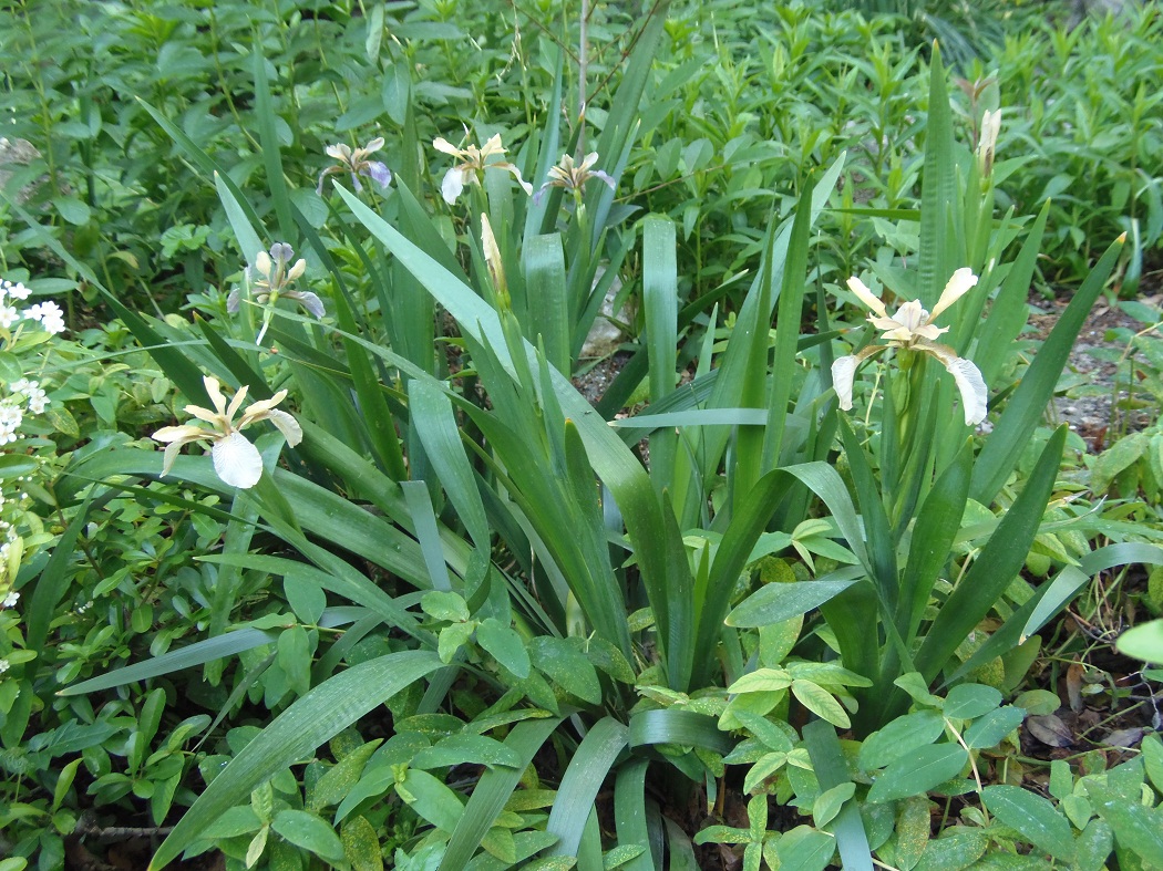 Image of Iris foetidissima specimen.