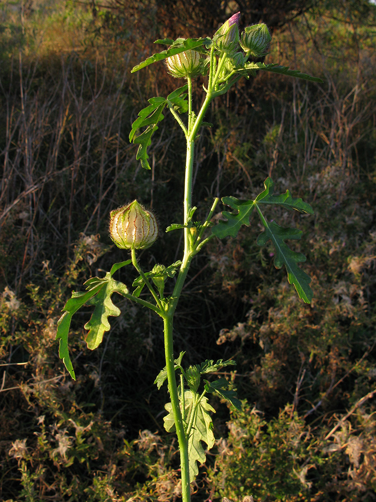 Image of Hibiscus trionum specimen.