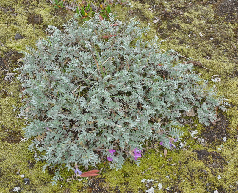 Изображение особи Oxytropis kamtschatica.