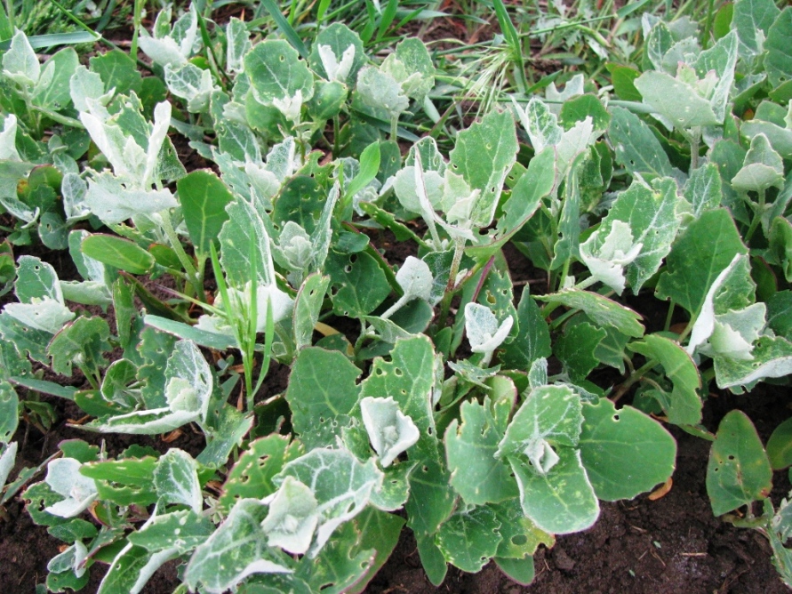 Image of genus Atriplex specimen.