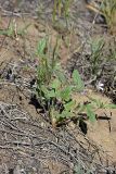 Erodium oxyrhynchum. Цветущее и плодоносящее растение. Южный Казахстан, восточная граница пустыни Кызылкум. 04.05.2013.