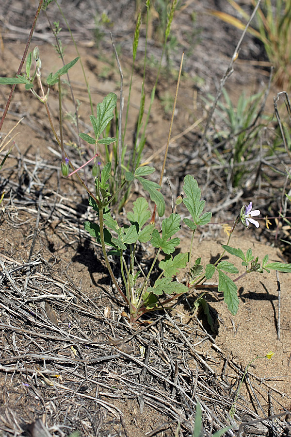 Image of Erodium oxyrhynchum specimen.