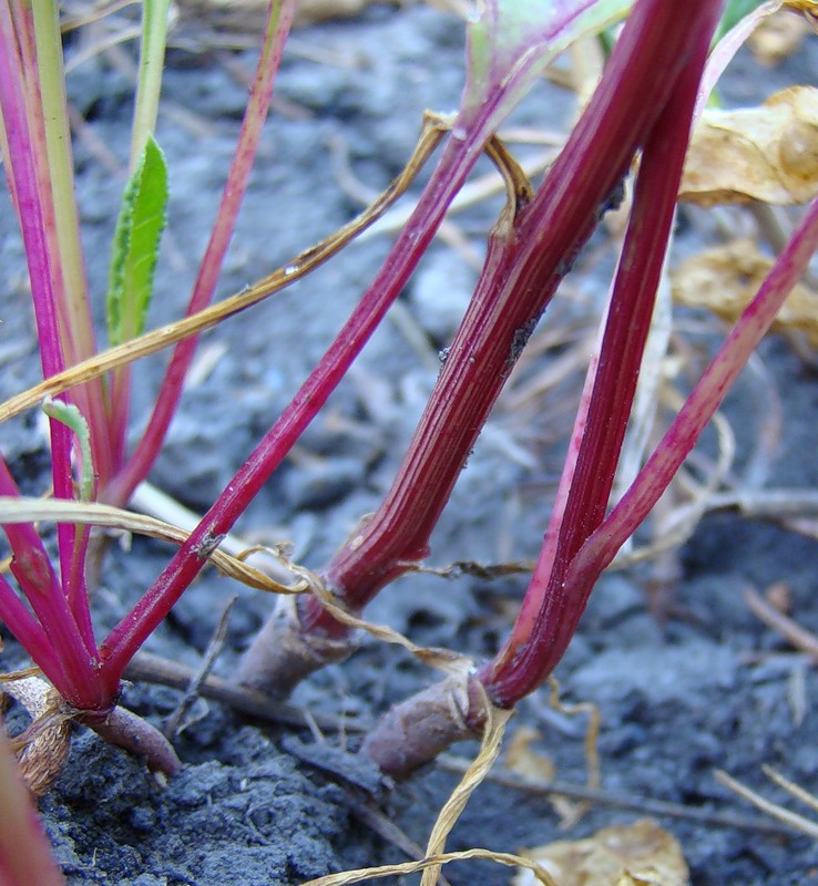 Image of Beta hybrida specimen.