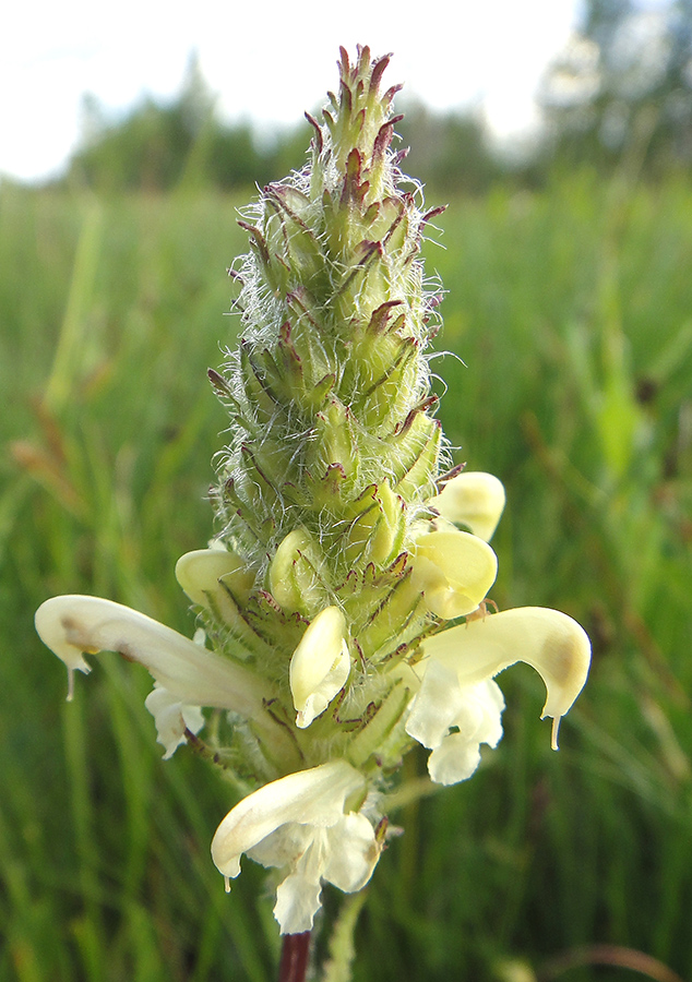 Image of Pedicularis venusta specimen.