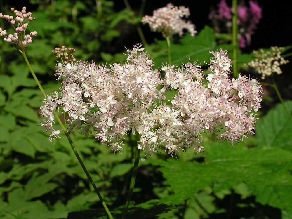 Изображение особи Filipendula glaberrima.