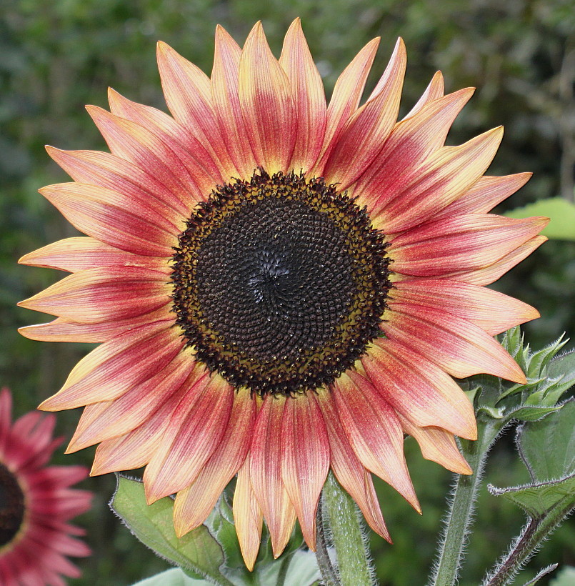 Изображение особи Helianthus annuus.