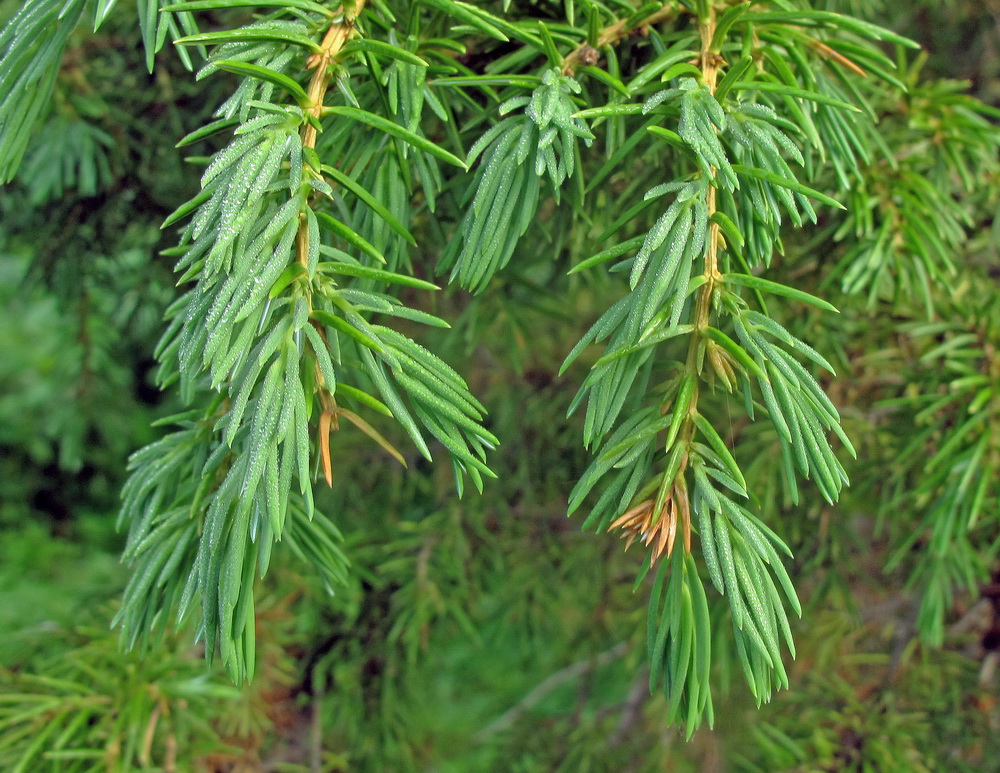 Image of Juniperus rigida specimen.