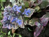 Ajuga reptans