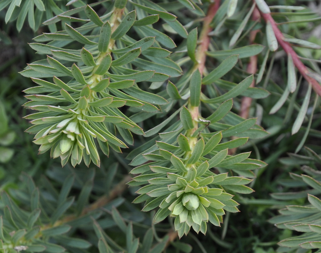 Image of genus Euphorbia specimen.