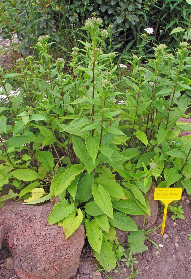 Image of genus Saussurea specimen.