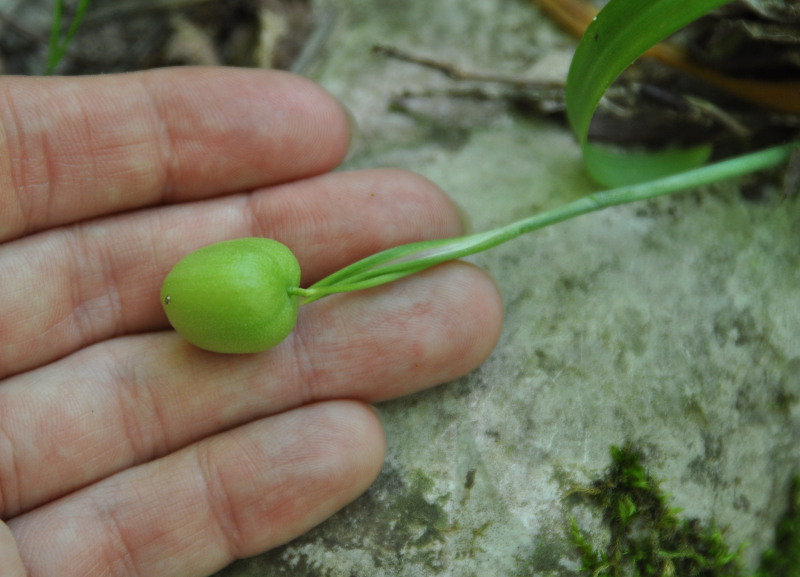 Image of Galanthus caspius specimen.