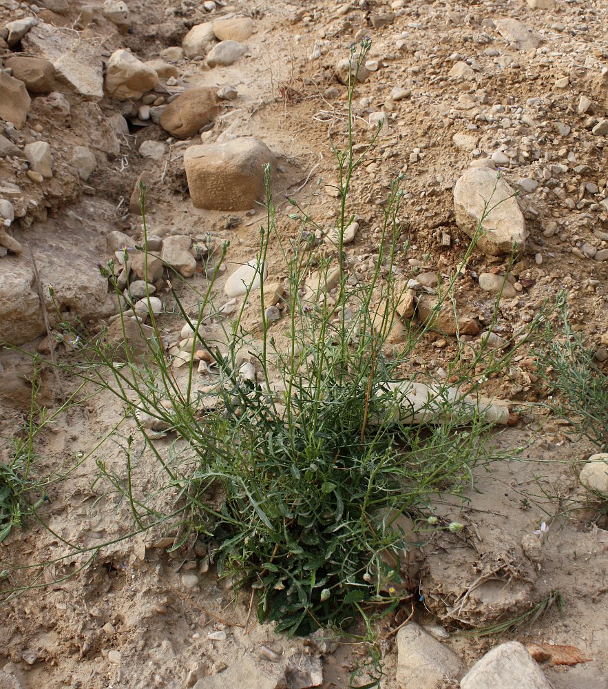 Image of Volutaria crupinoides specimen.