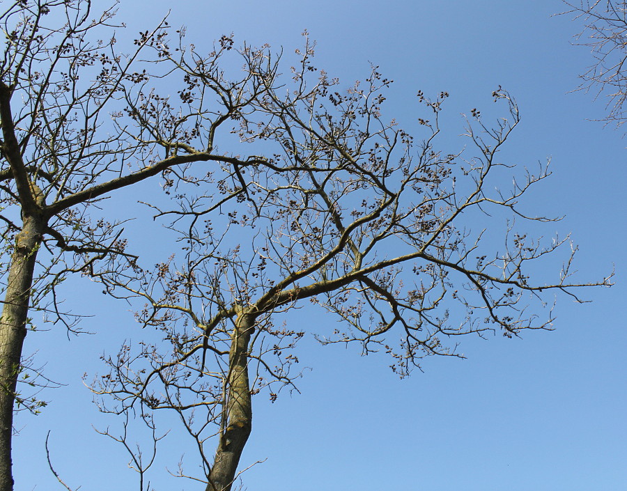 Image of Paulownia fargesii specimen.