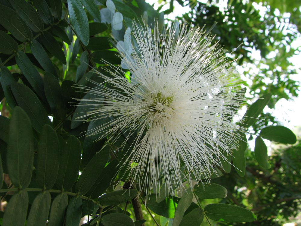 Image of Calliandra haematocephala specimen.