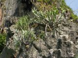 род Euphorbia. Вегетирующие растения на известняковой скале над морем. Таиланд, провинция Краби, курорт Рейли. 13.12.2013.