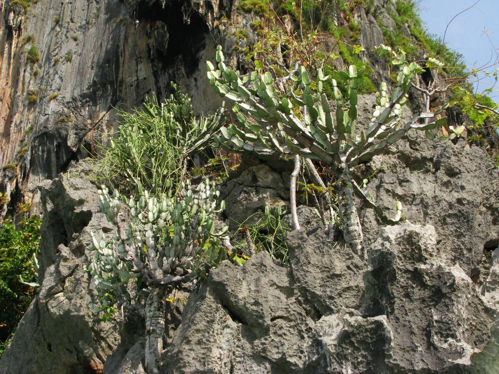 Image of genus Euphorbia specimen.