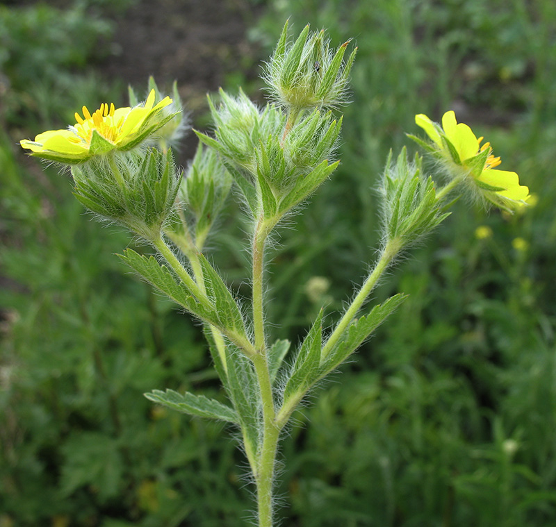 Image of Potentilla recta specimen.