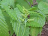 Aruncus dioicus