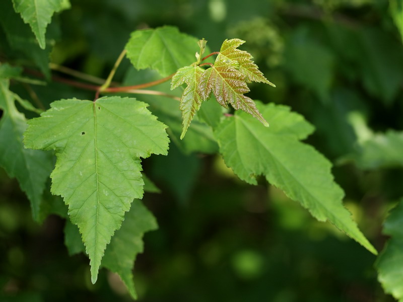 Image of Acer ginnala specimen.