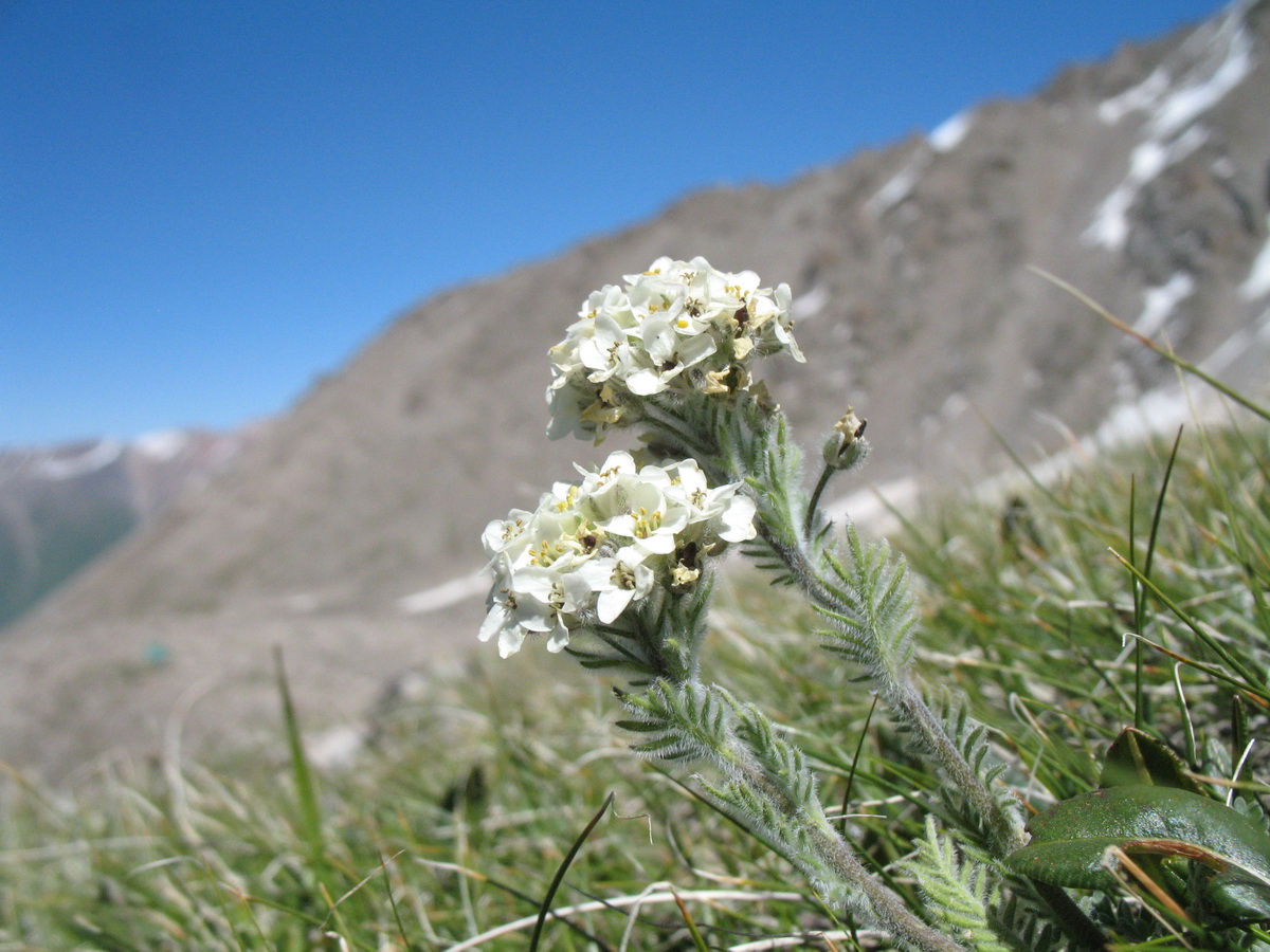 Изображение особи Smelowskia calycina.