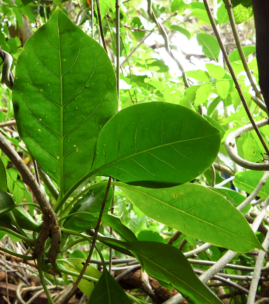 Image of Solandra maxima specimen.