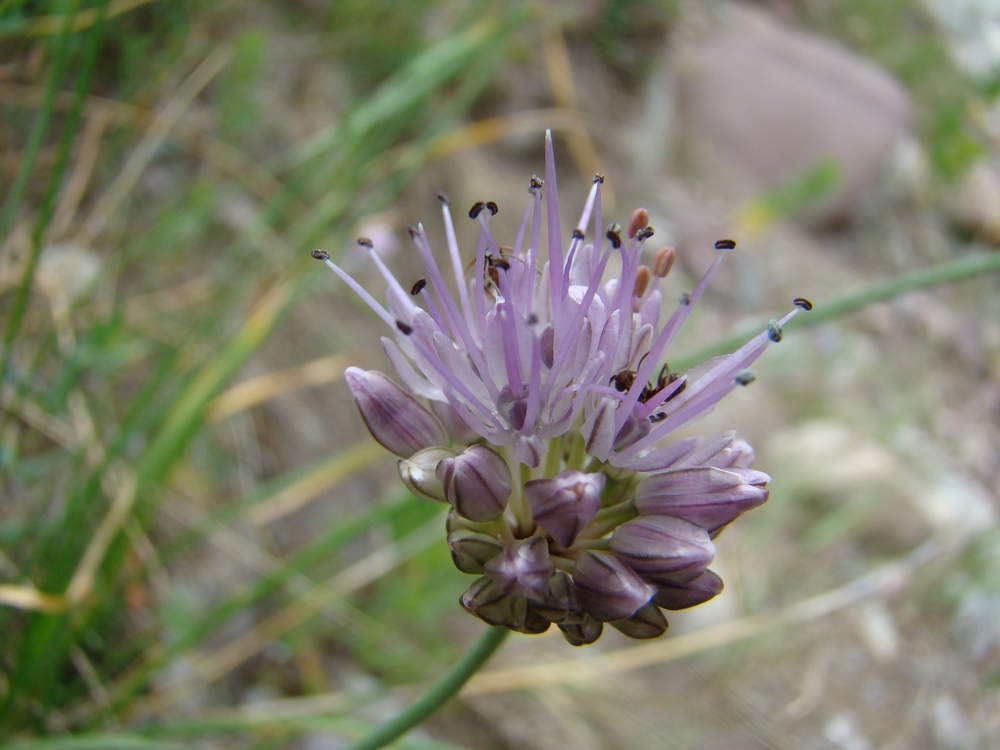 Изображение особи Allium kaschianum.