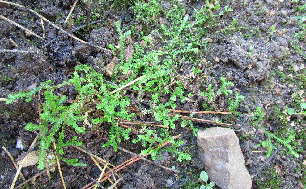 Image of Selaginella douglasii specimen.