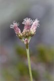 Antennaria dioica. Верхушка цветущего растения. Мурманская обл., Печенгский р-н, лишайниково-кустарничковая тундра западнее хр. Муста-Тунтури, берег ручья. 30.07.2014.