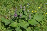 Phlomoides oreophila