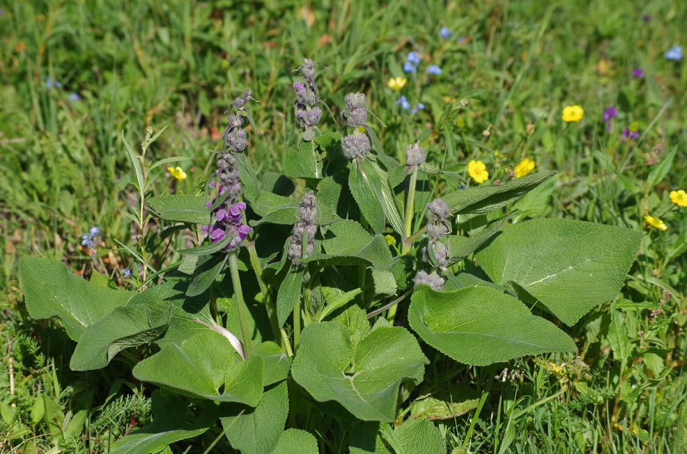 Image of Phlomoides oreophila specimen.