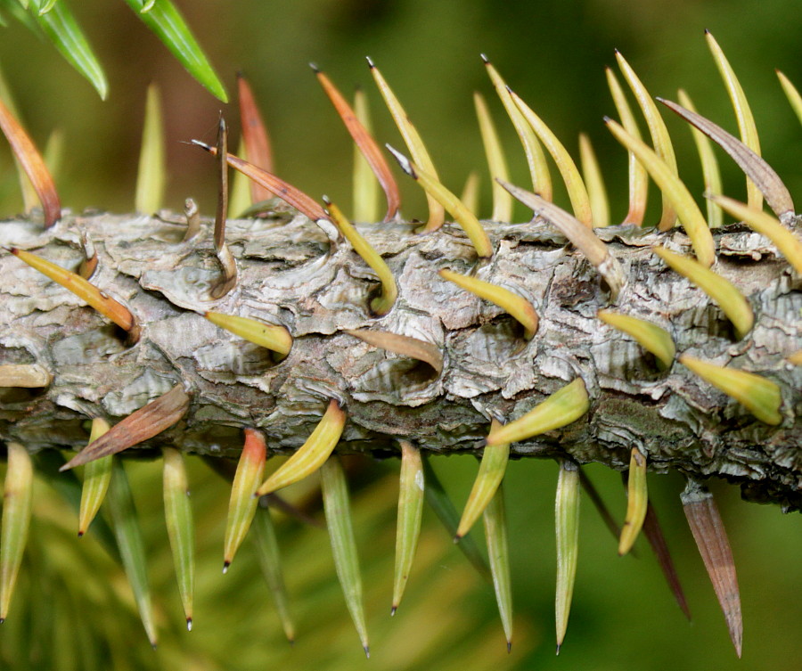 Image of Cunninghamia lanceolata specimen.