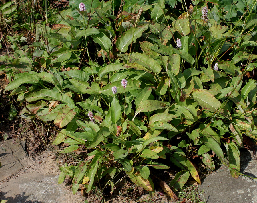 Image of Bistorta officinalis specimen.