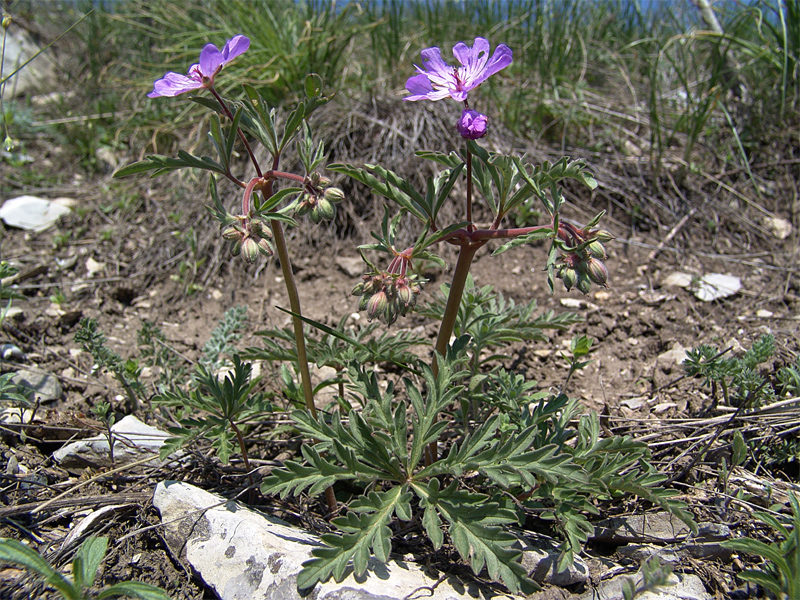 Изображение особи Geranium tuberosum.