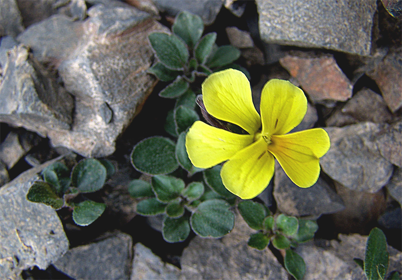 Image of Viola minuta specimen.