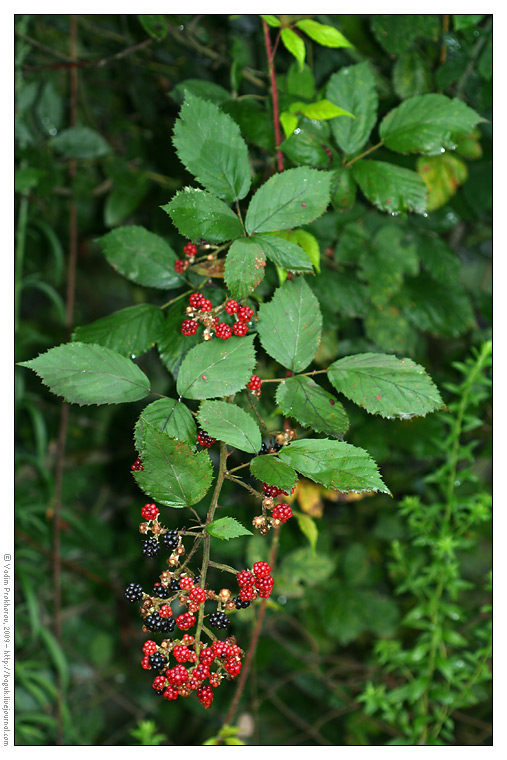 Image of Rubus sanctus specimen.