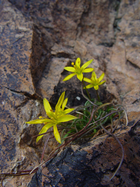 Image of Gagea bulbifera specimen.