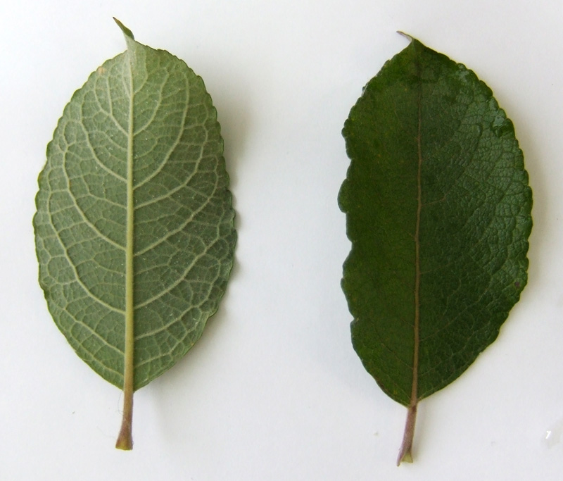 Image of Salix caprea specimen.