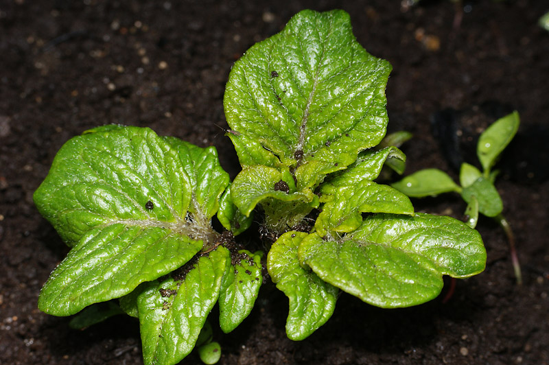 Image of Solanum tuberosum specimen.