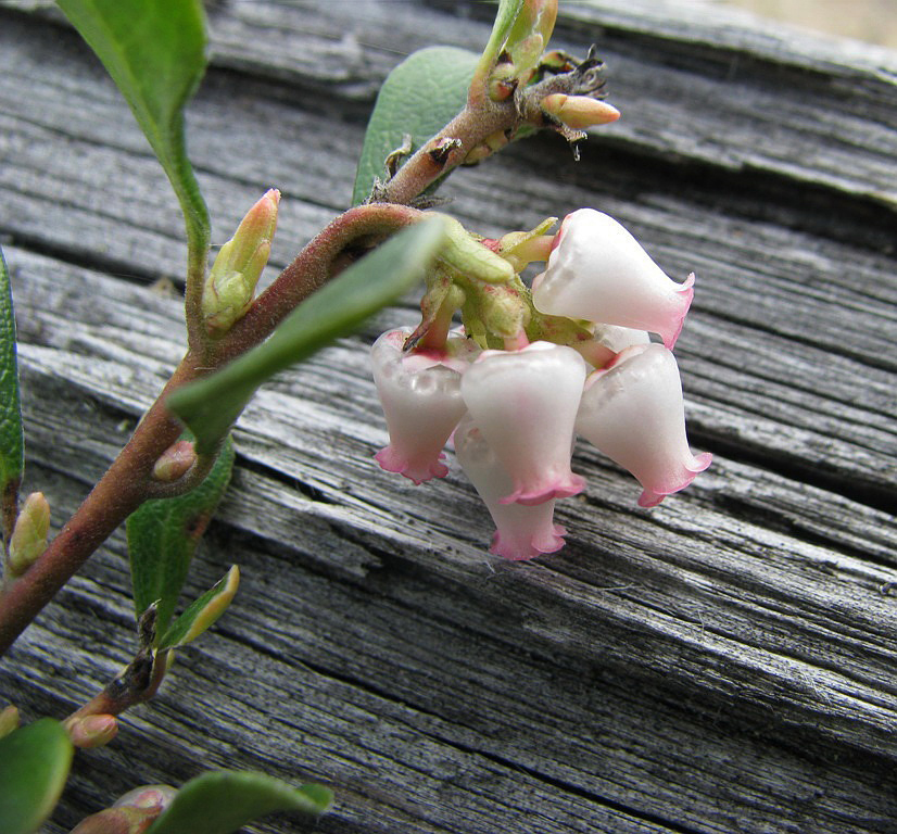 Изображение особи Arctostaphylos uva-ursi.