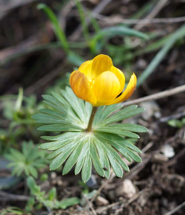 Image of Eranthis longistipitata specimen.