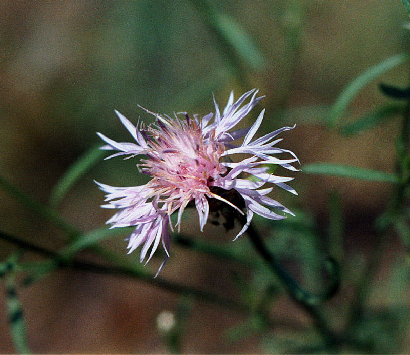 Изображение особи Centaurea protogerberi.