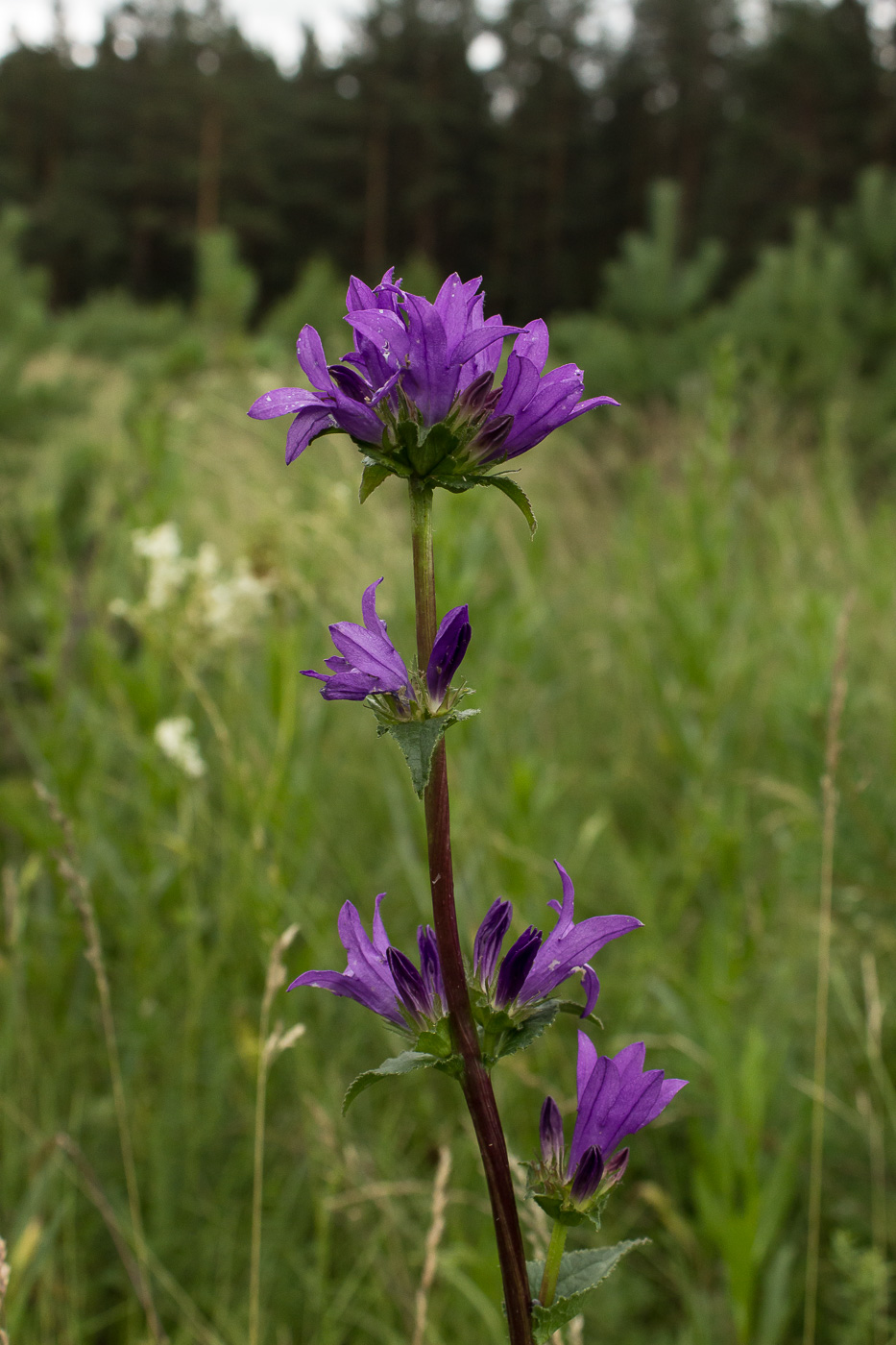 Image of Campanula glomerata specimen.